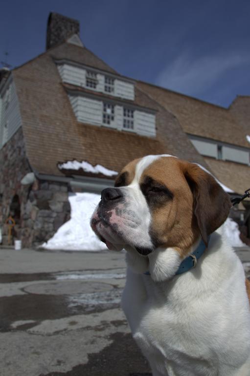 Timberline Lodge Government Camp Exteriér fotografie